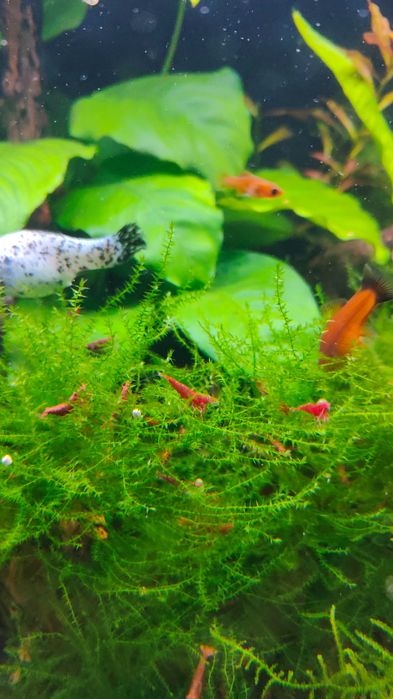 Camarões red cherry