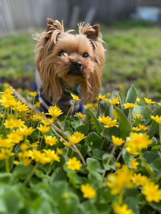 Вʼязка Йоркшерського Терʼєра