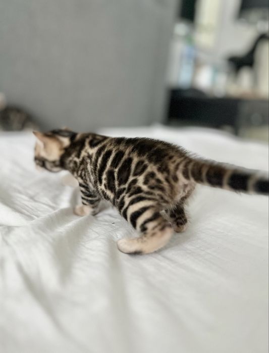 Bengalskie kotki premium | 5 pokoleń rodowodu | Warszawa