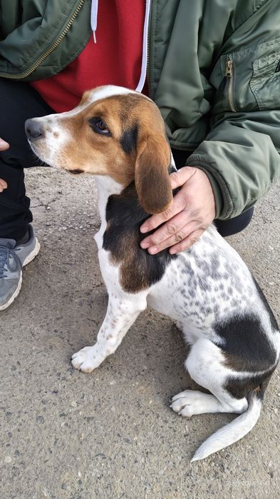 Pies młody znaleziony