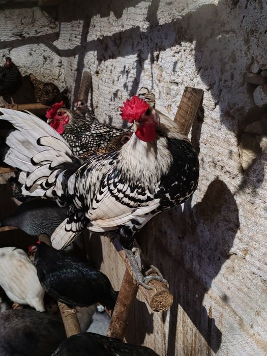 Ovos de Galinhas raça brahmas /Garnizes miniatura