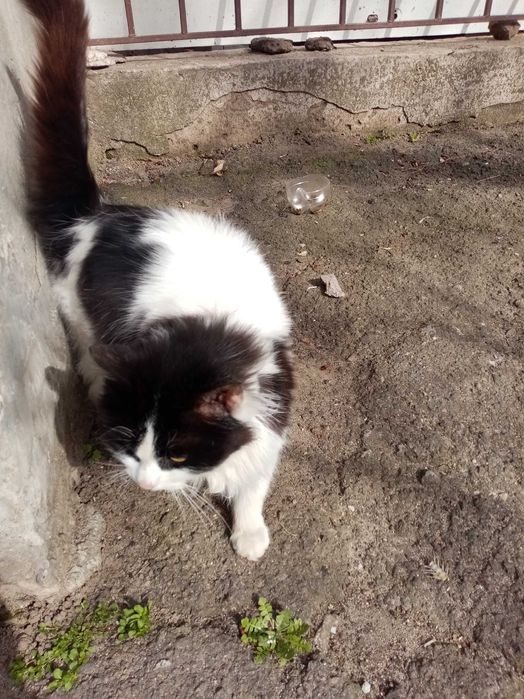 Шукає дім віддам в добрі руки безкоштовно