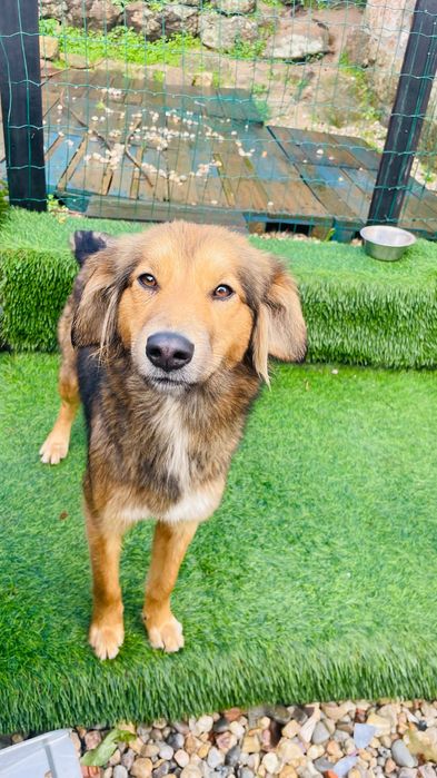 Adopção 2 cadelas esterilizadas meigas