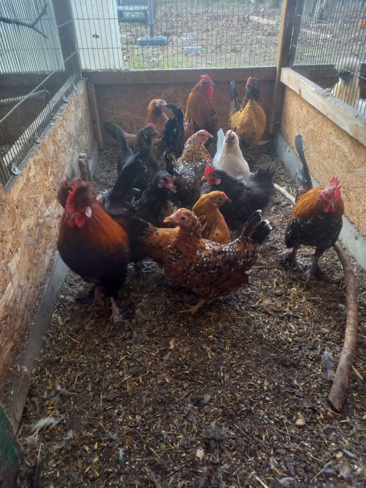 Karzełki , liliputy , pary lub kogutki.