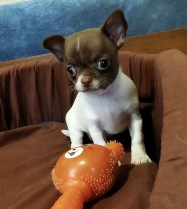 Милая девочка чихуахуа.