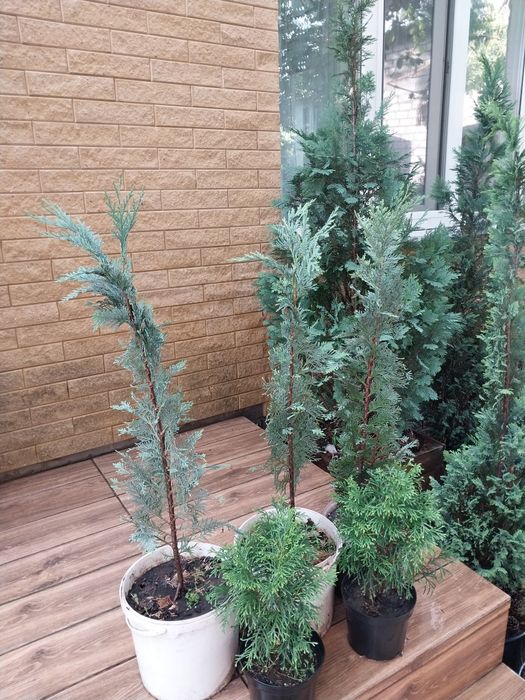 Продам Тую Смарагд