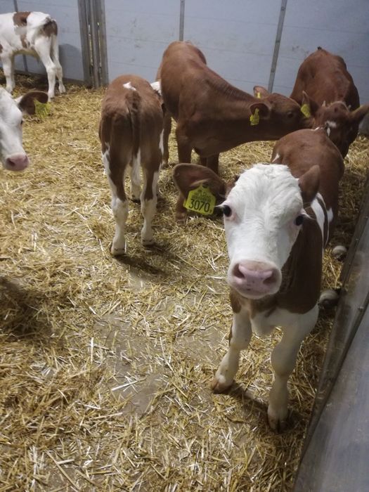 Byczki polskie CZARNIA i okolice