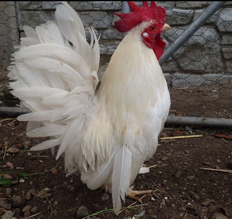 Jaja lęgowe- seramka malezyjska