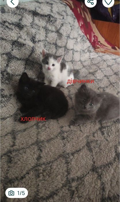 Котята      отдадим