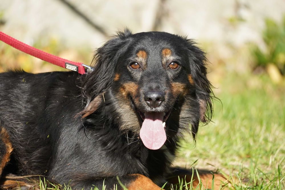 Funt - łagodny, smutny piesek