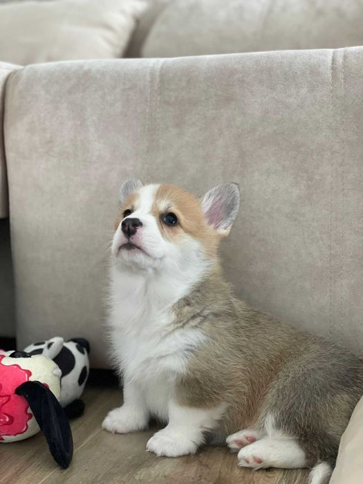 Cachorro Welsh Corgi Pembroke com LOP e Afixo