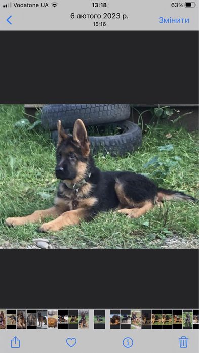 Цуценята чистокровної німецької вівчарки