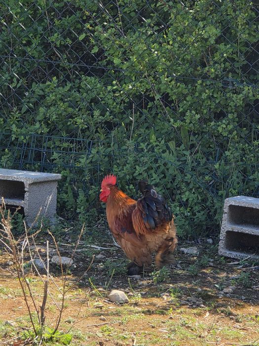 Galos da raça Pekin