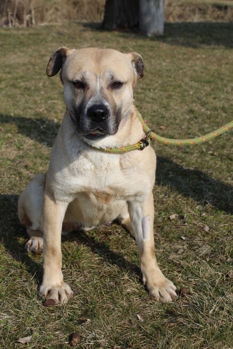 104984 Elza do adopcji.