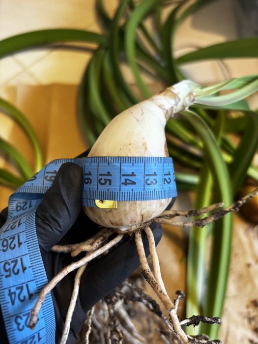 Гіпеаструм Aulikum (Аулікум)