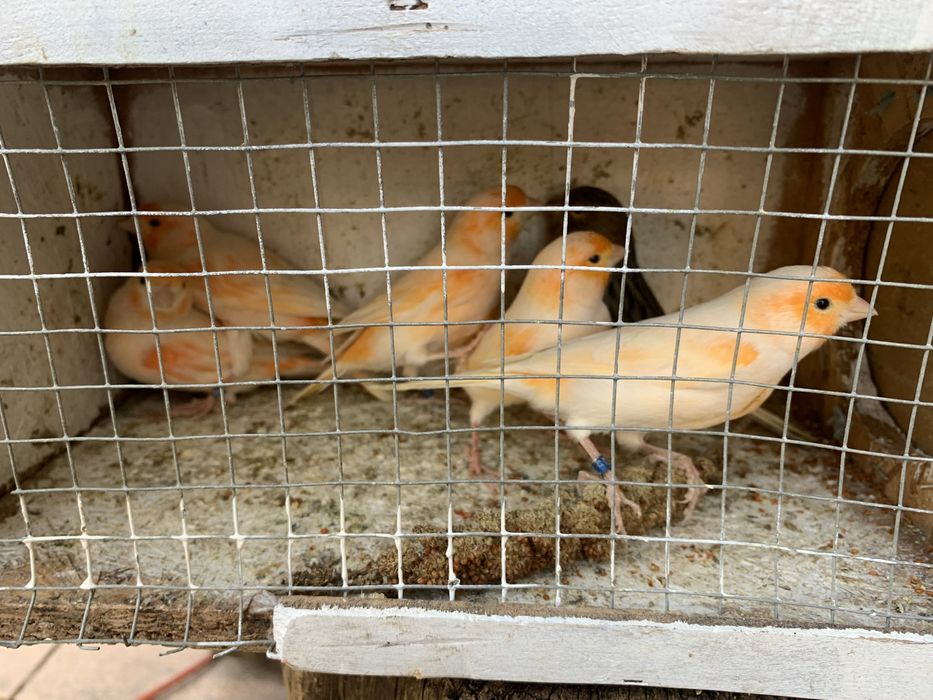 Kanarek kanarki śpiewający samiec