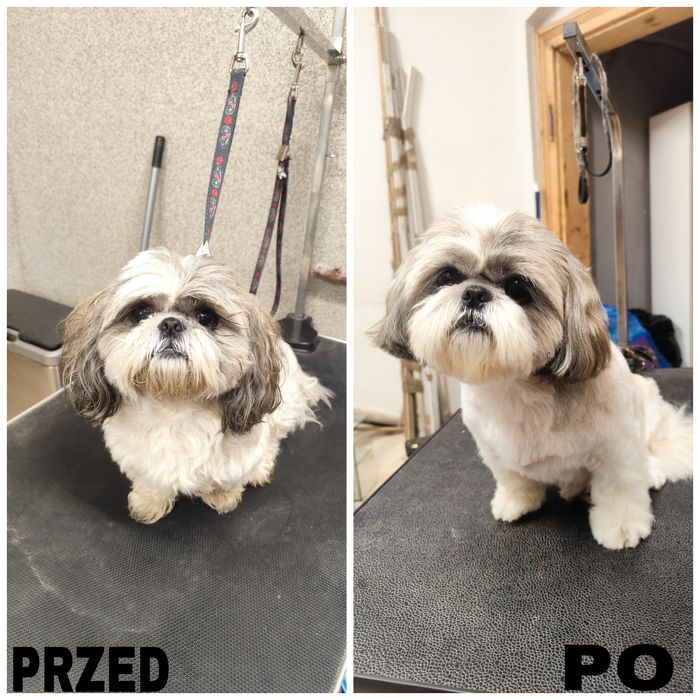 Groomer | Psi fryzjer | Strzyżenie | Pielęgnacja