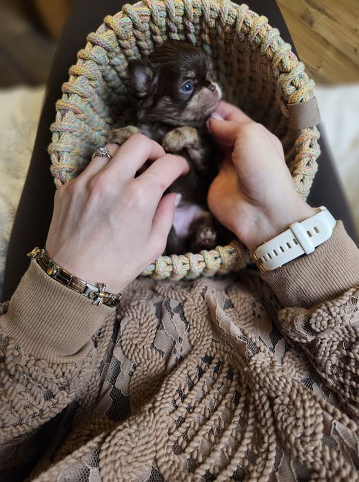 Chihuahua prześliczny chłopiec