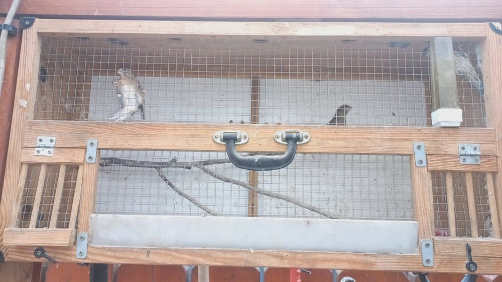 Dziwonia ogrodowa 2025 woliera zewnętrzna