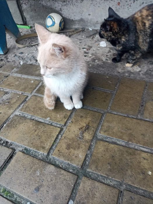 Котик персиковий, дуже класний