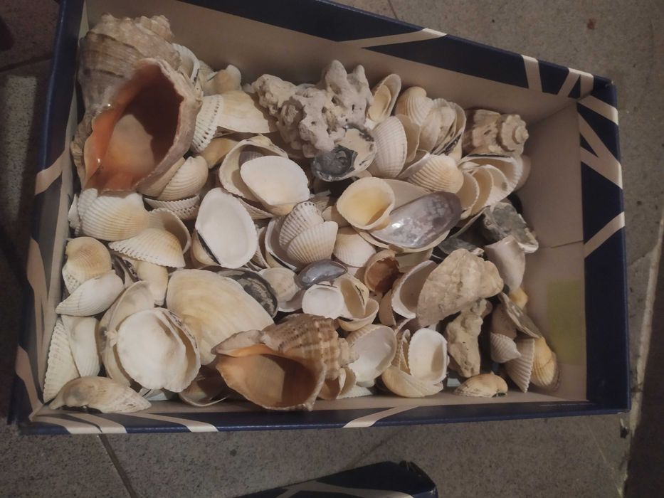 Ракушки более 3 кг цена за все для аквариума