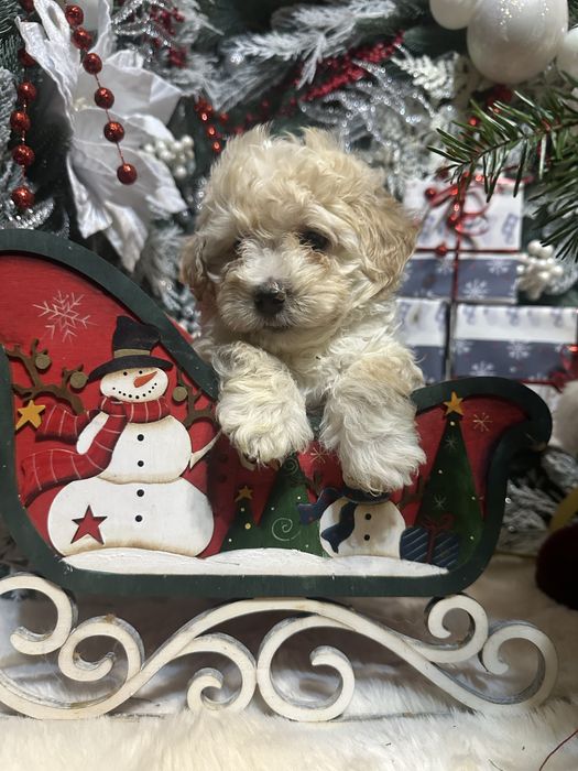 Хлопчик мальтипу,стандарт