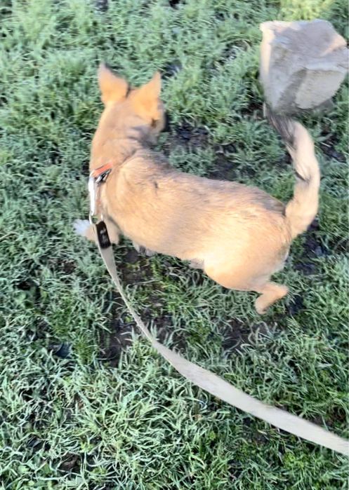 Собака шукає дім для охорони.