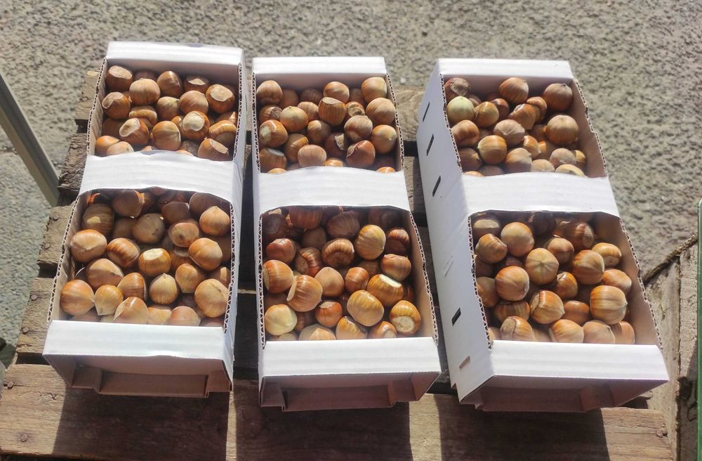 Orzechy laskowe w łupinie/łuskane prosto z Bieszczad [1kg]