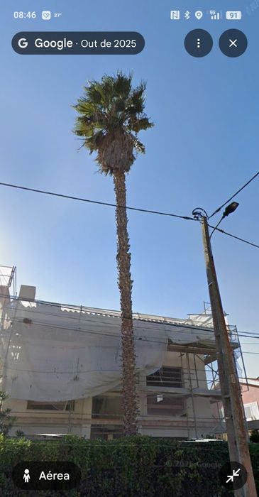 Palmeira Washingtonia