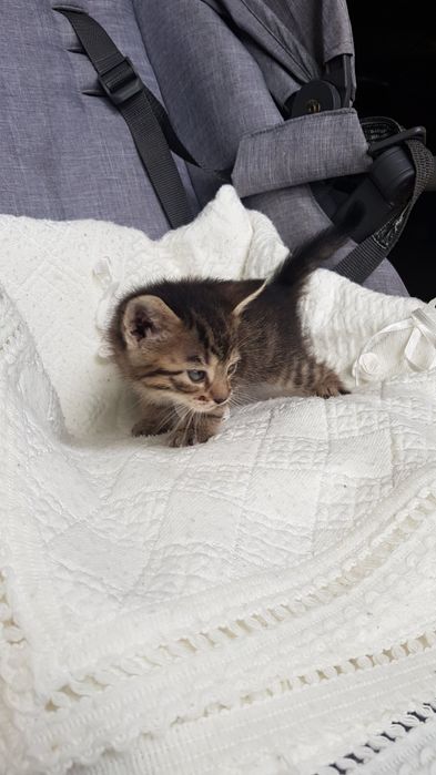 Віддам у добрі руки