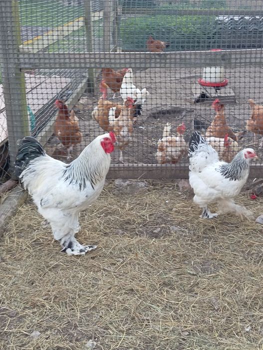 Brahmy gronostajowe