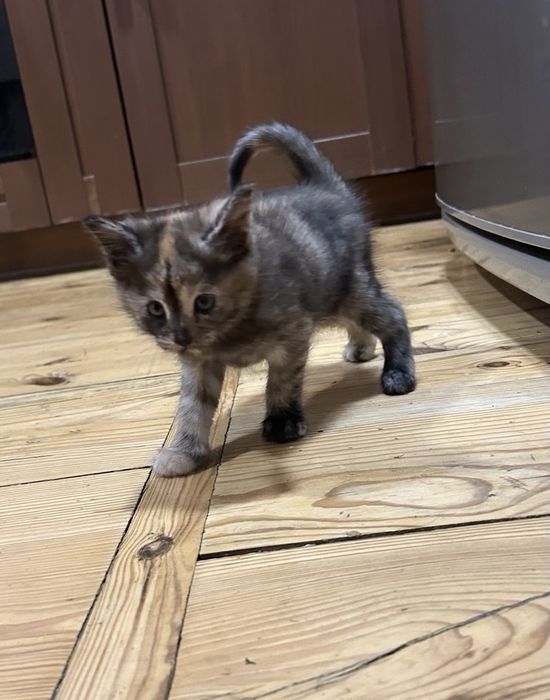 Кошенята Мейн Кун