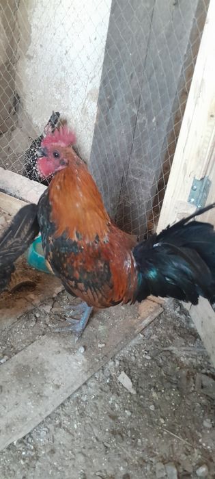 Продам півнів карликової декоративної породи курей.
