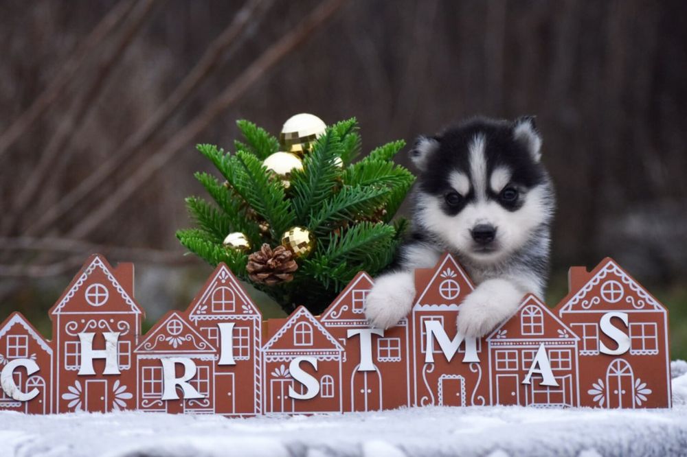 Цуценята сибірського хаскі