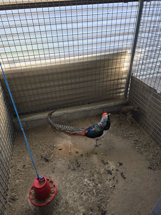 Faisões disponíveis