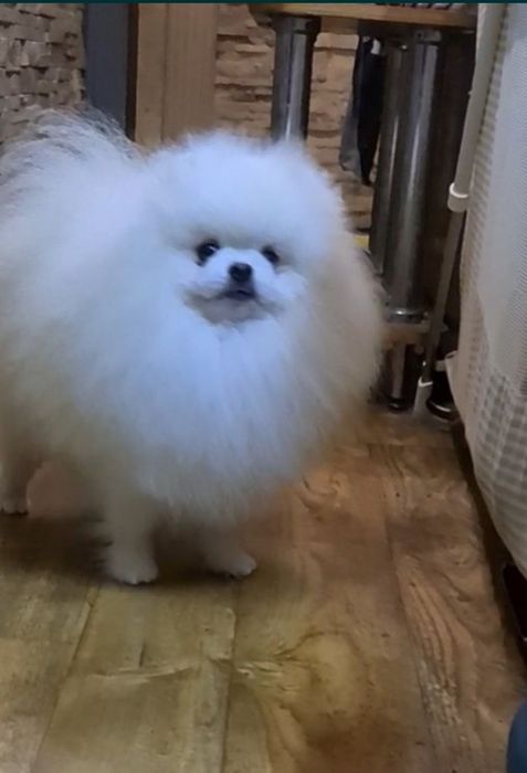 Вязка.Померанский Белый шпиц.FCI