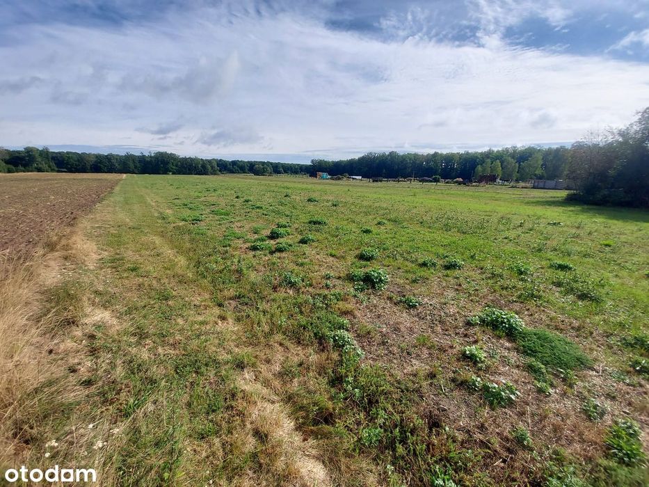 Działki budowlane 900 m² z WZ – Ciarka, blisko lasu i rzeki - Widok 4