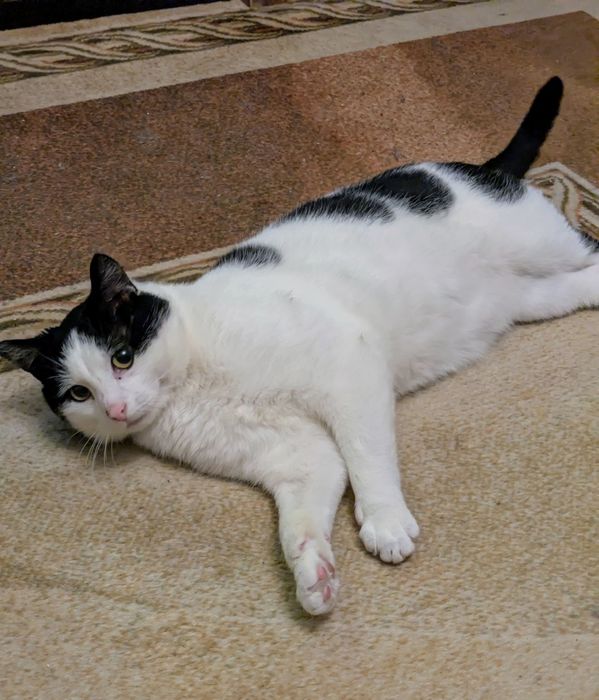 Oskar 2 lata, przyjazny,adopcja.