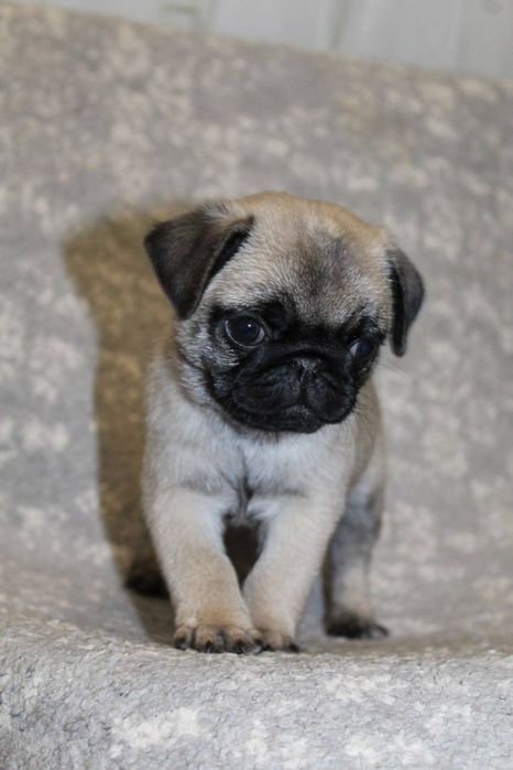 Активні та веселі мопсики