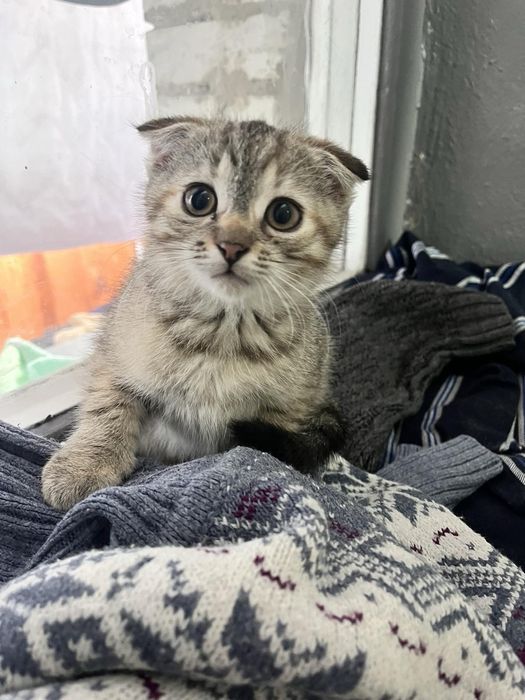 Вислоухе кошеня, хлопчик, 3 місяці в пошуках господаря