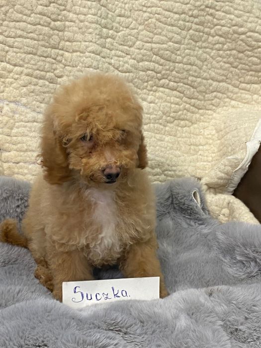 Sprzedam piękne cockapoo