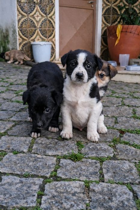 Cachorros para adoção