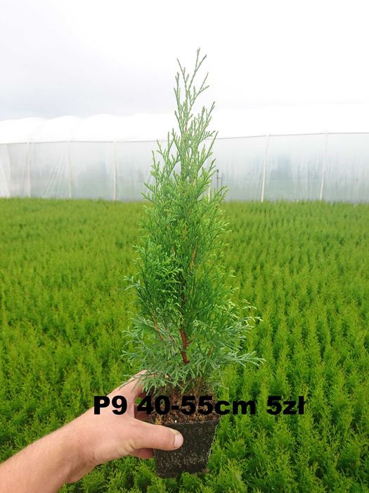 Tuja szmaragd 100 - 115 cm Producent Transport