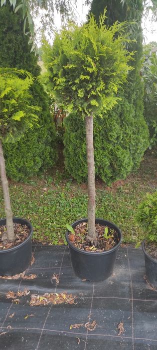 Krzewy formowane BONSAI 200CM