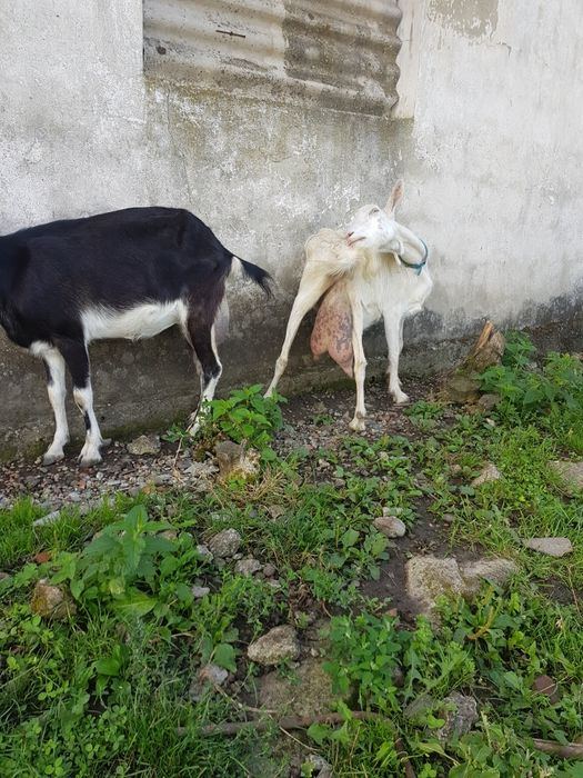 Продаються кози дійні