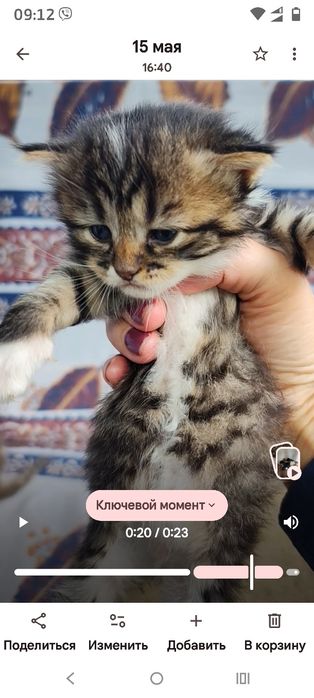 Отдам котят в добрые руки Днепр