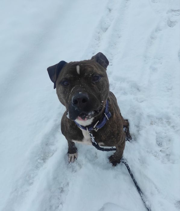 Zgrywusek szuka domu