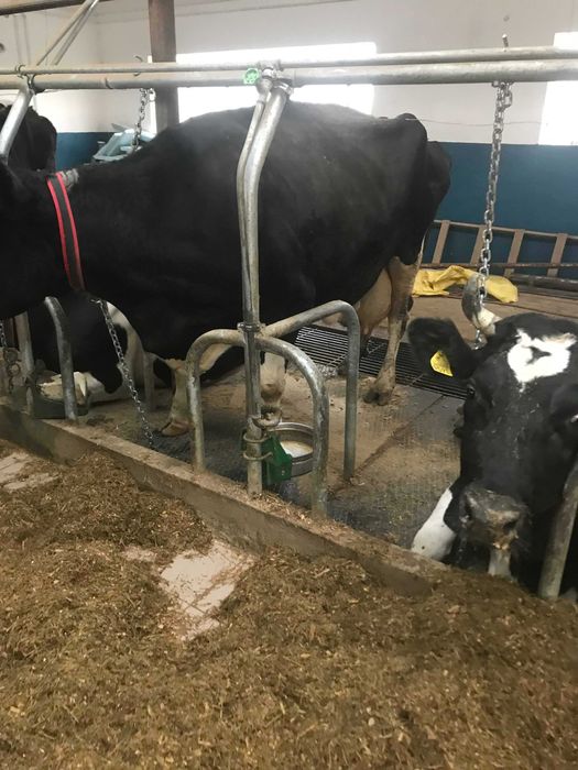 Wygrodzenia stanowiska przegrody dla bydła krów bramki