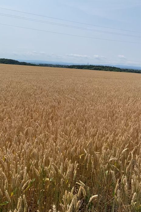 Продам озиму пшеницю  та  ячмінь 2026 р