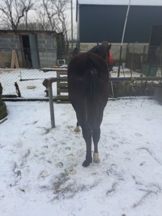 Sprzedam źrebice wielkopolską